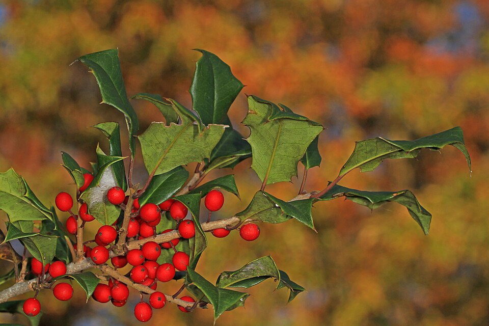 Ilex opaca - Delaware State Symbol