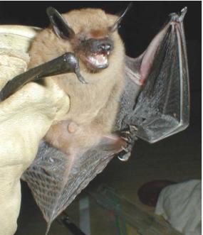 Big brown bat - District of Columbia State Symbol