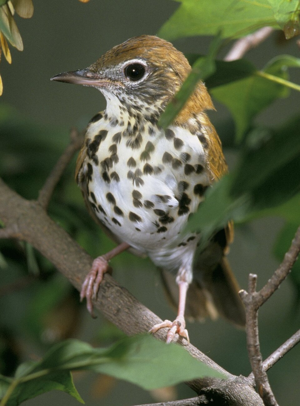 Wood Thrush - District of Columbia State Symbol