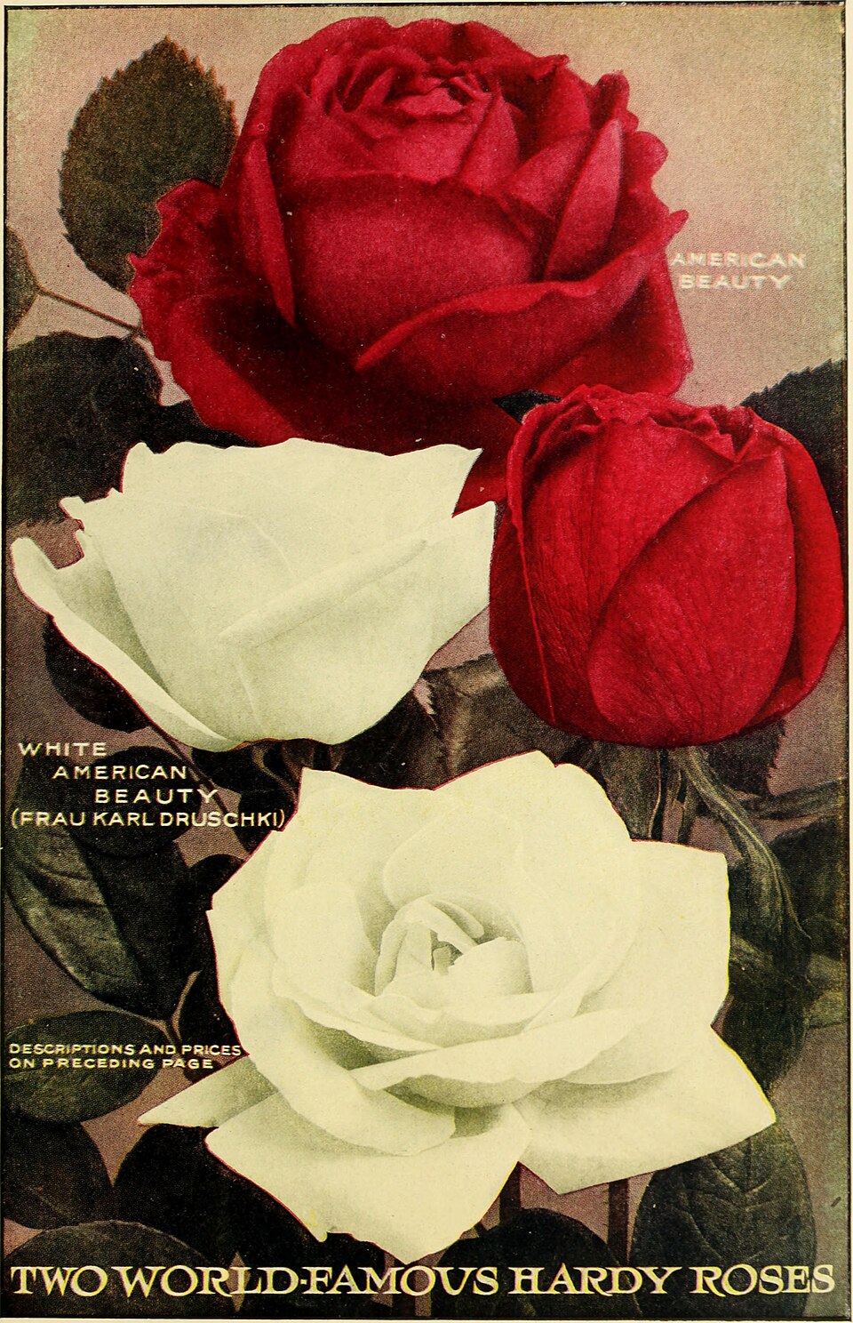American Beauty Rose - District of Columbia State Symbol