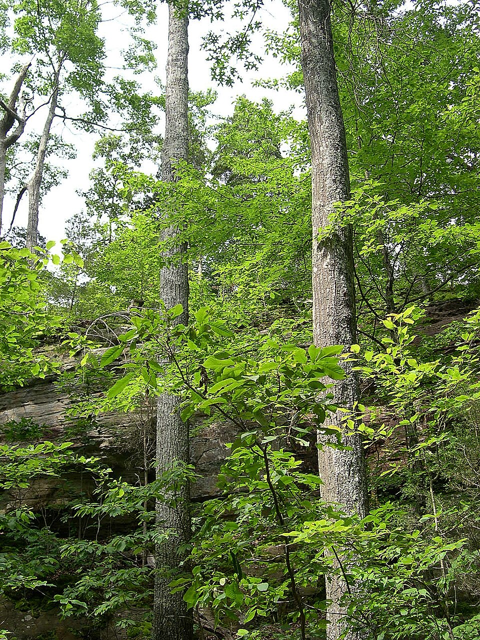 Quercus coccinea - District of Columbia State Symbol