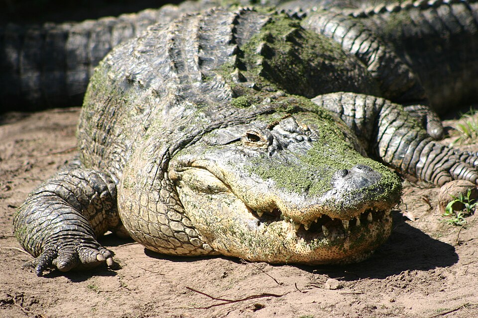 American alligator - Florida State Symbol