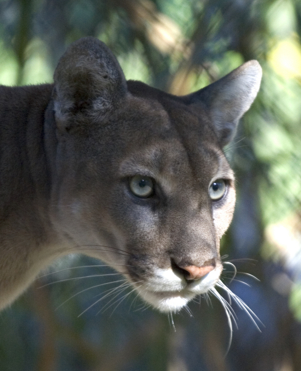 Florida panther - Florida State Symbol
