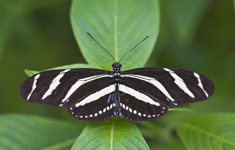 Heliconius charithonia - Florida State Symbol