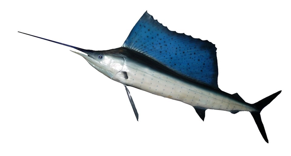 sailfish - Florida State Symbol