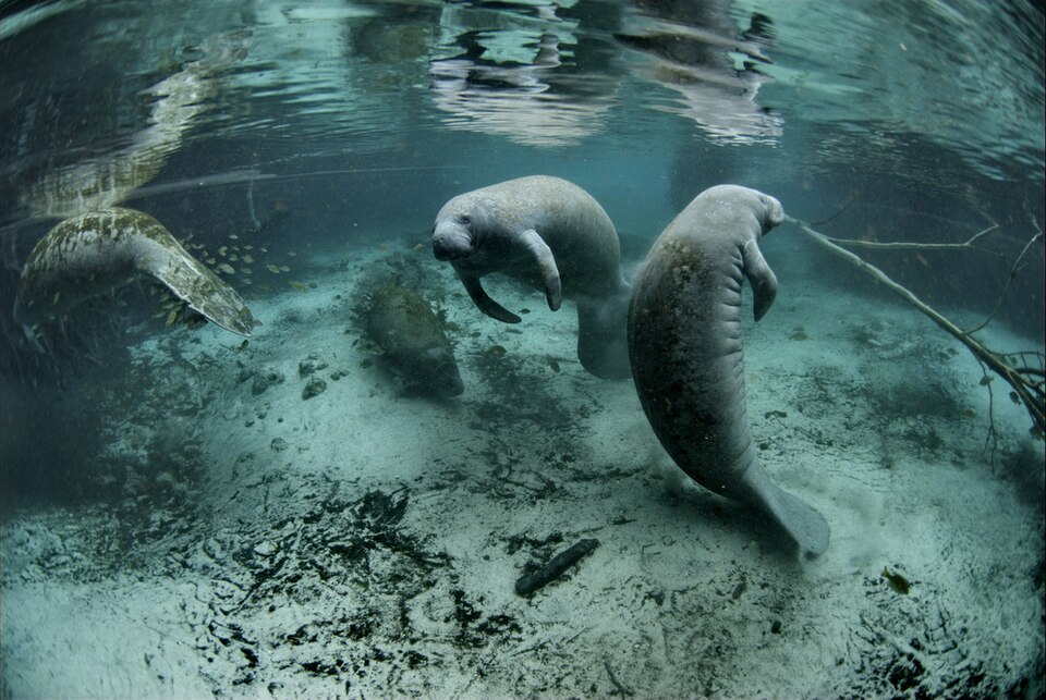 Trichechus - Florida State Symbol