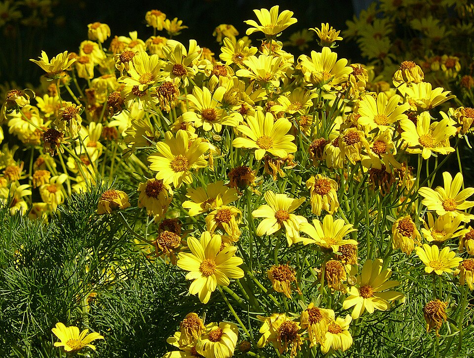 Coreopsis - Florida State Symbol