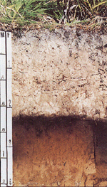 Myakka fine sand