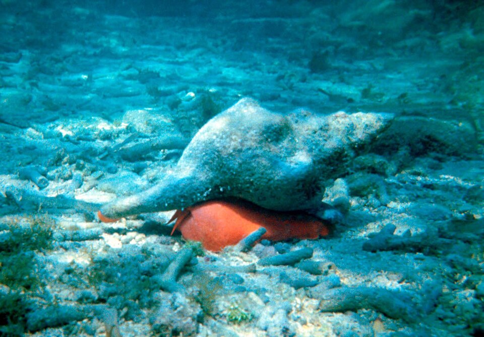 Triplofusus giganteus - Florida State Symbol