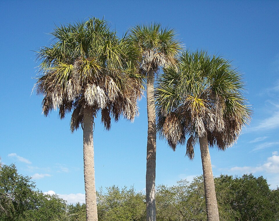 Sabal palmetto - Florida State Symbol