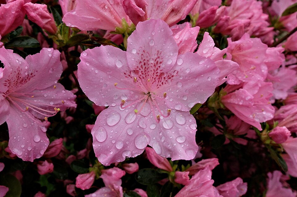 azalea - Georgia State Symbol