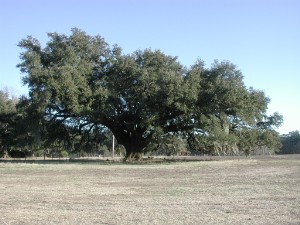 Quercus virginiana - Georgia State Symbol