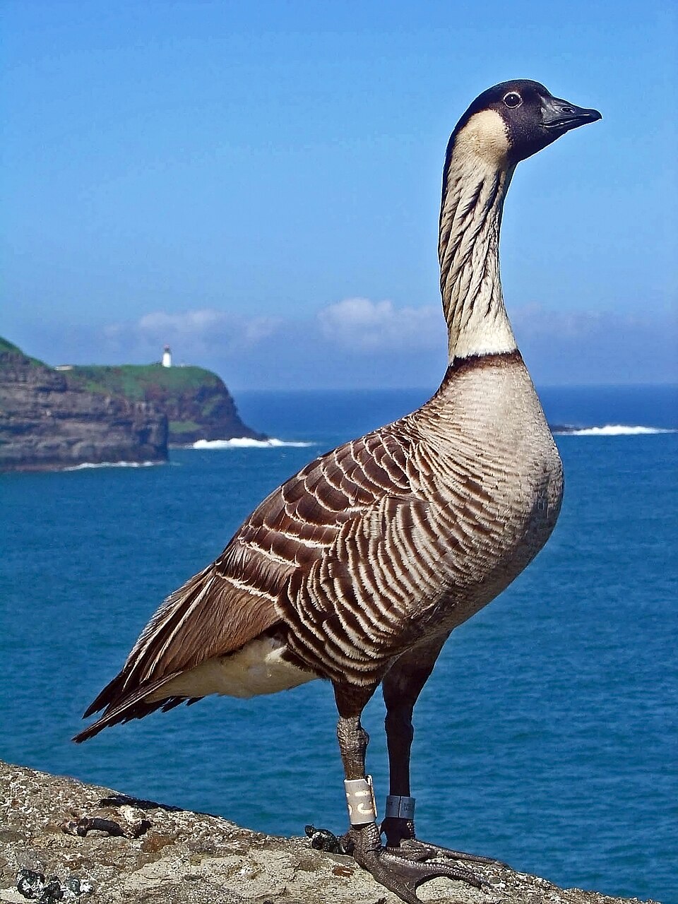 Nene - Hawaii State Symbol