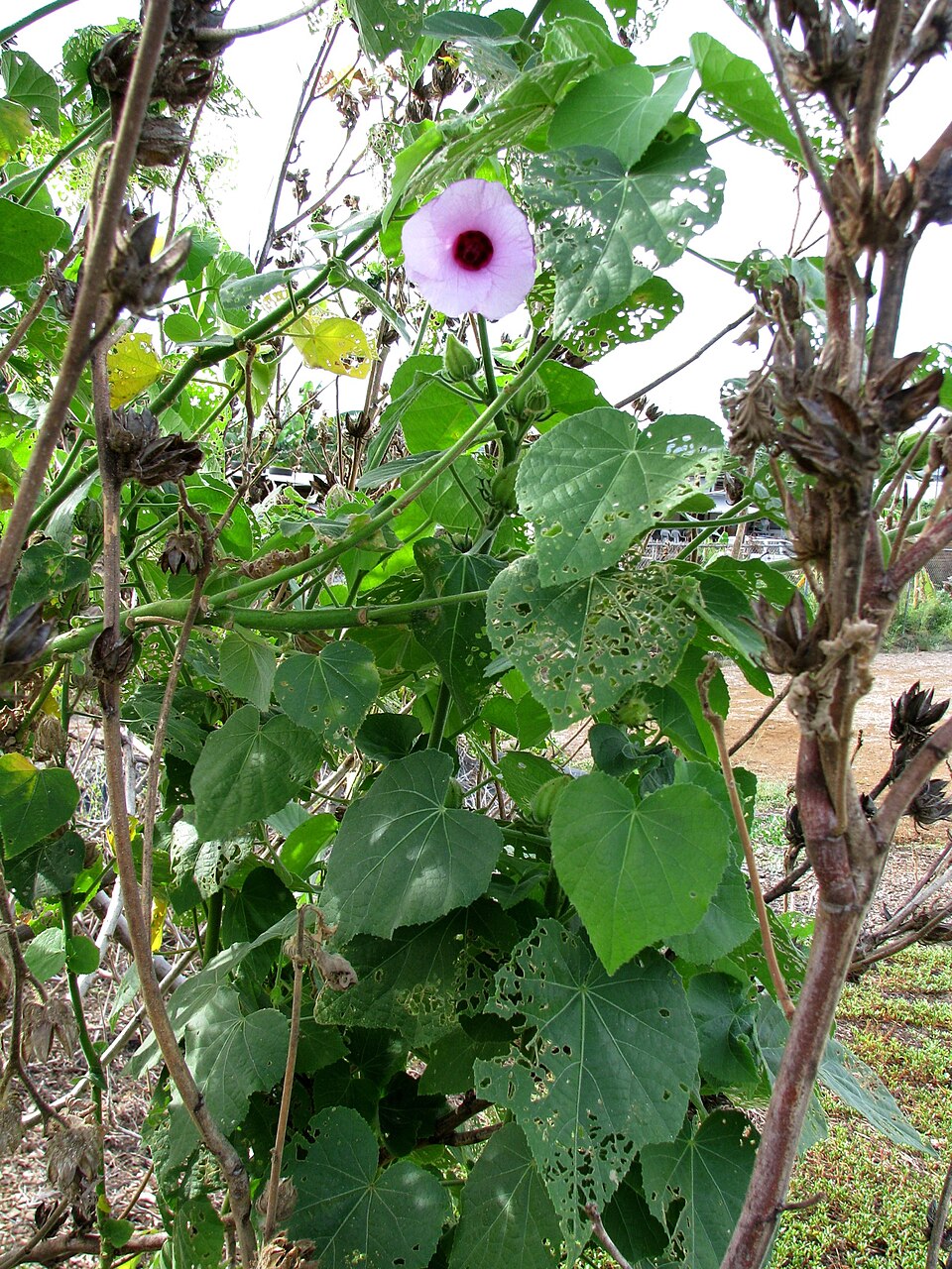 Hibiscus furcellatus - Hawaii State Symbol