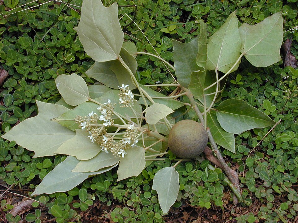 Aleurites moluccanus - Hawaii State Symbol