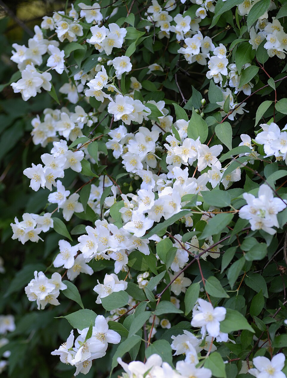 Philadelphus lewisii - Idaho State Symbol
