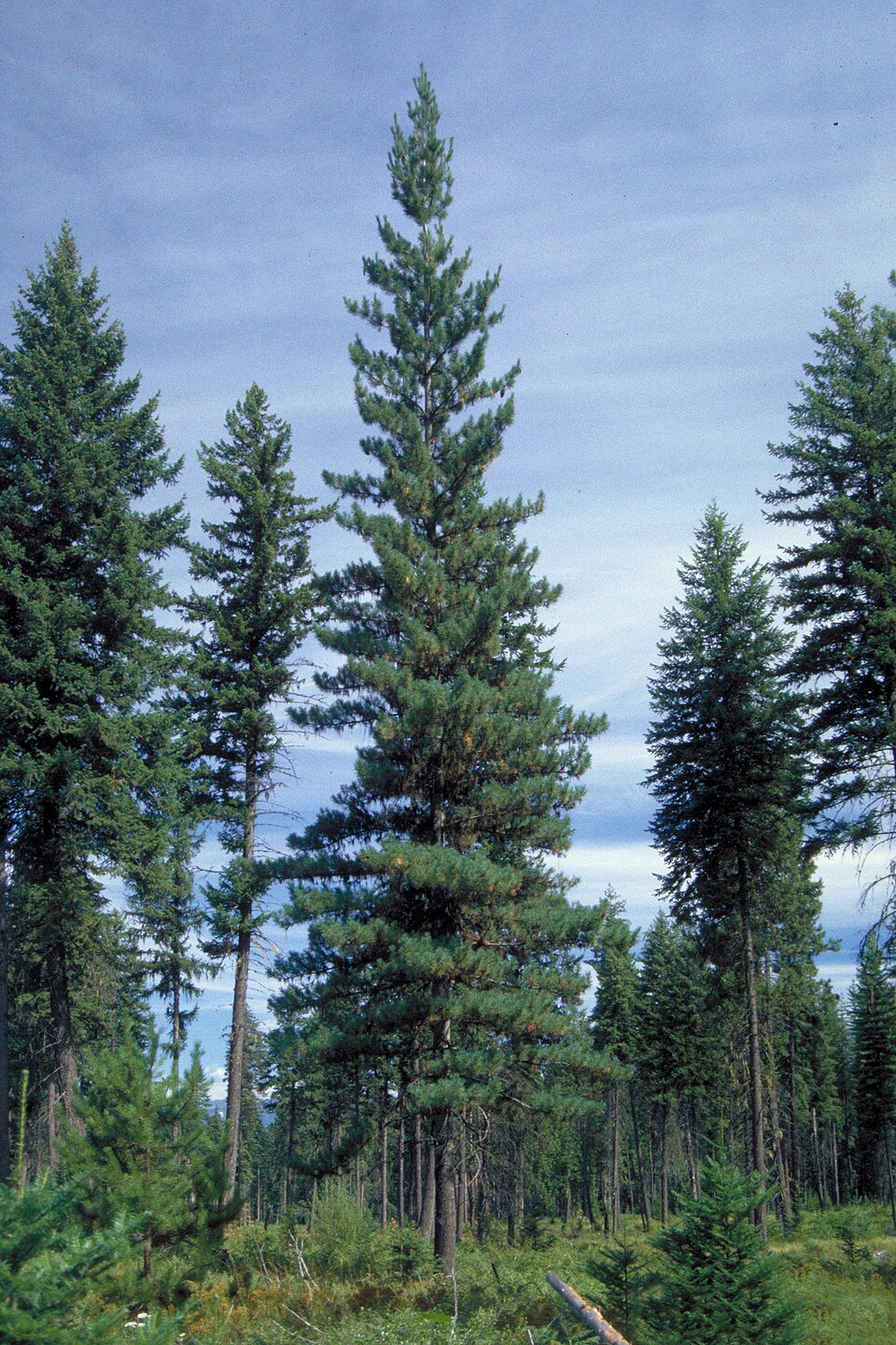 Pinus monticola - Idaho State Symbol