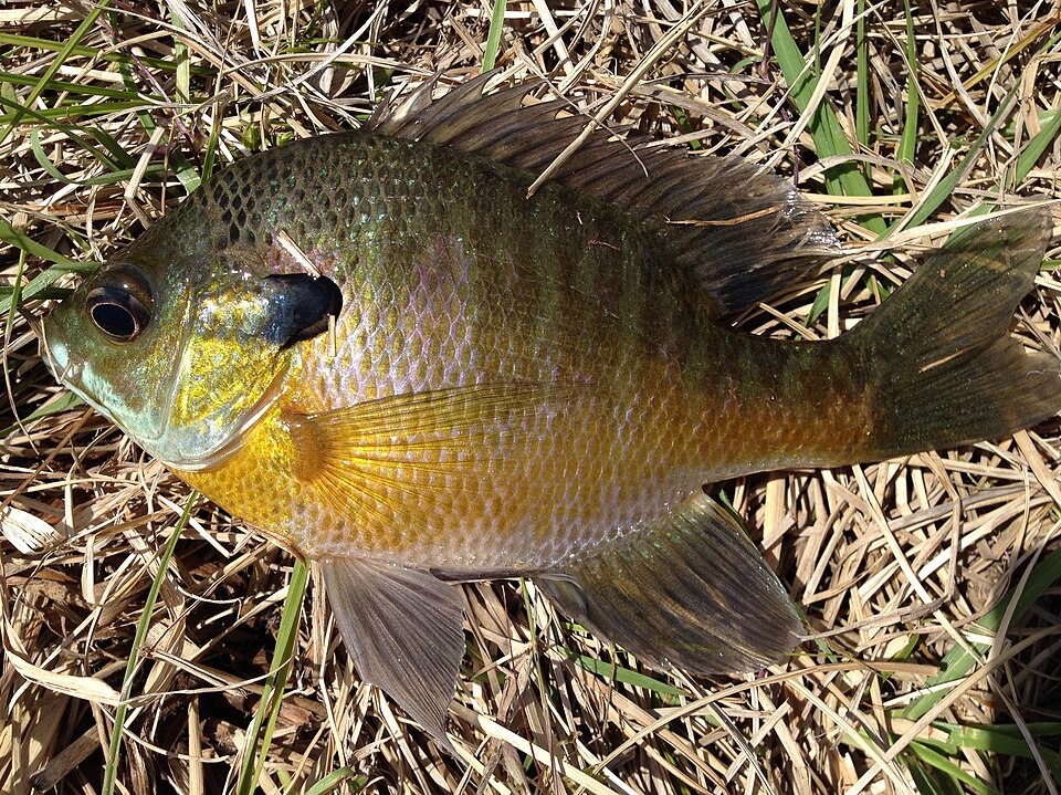 bluegill - Illinois State Symbol