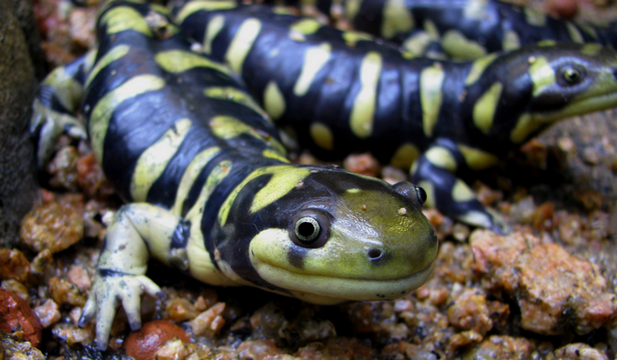 Eastern Tiger Salamander - Illinois State Symbol