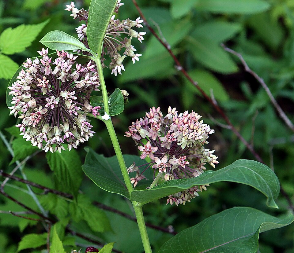 Asclepias - Illinois State Symbol