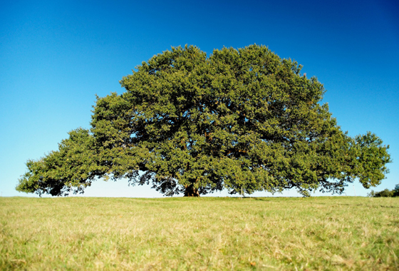oak - Illinois State Symbol