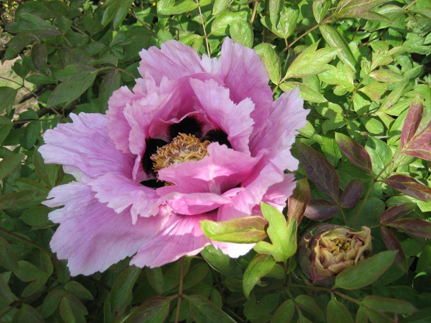 Paeonia - Indiana State Symbol