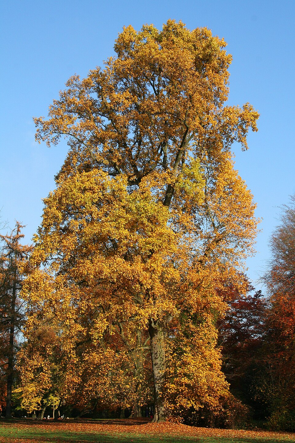 Tulip tree - Indiana State Symbol