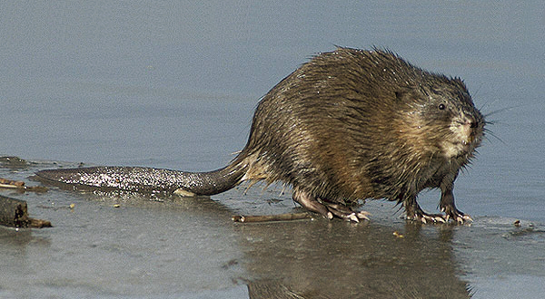 muskrat