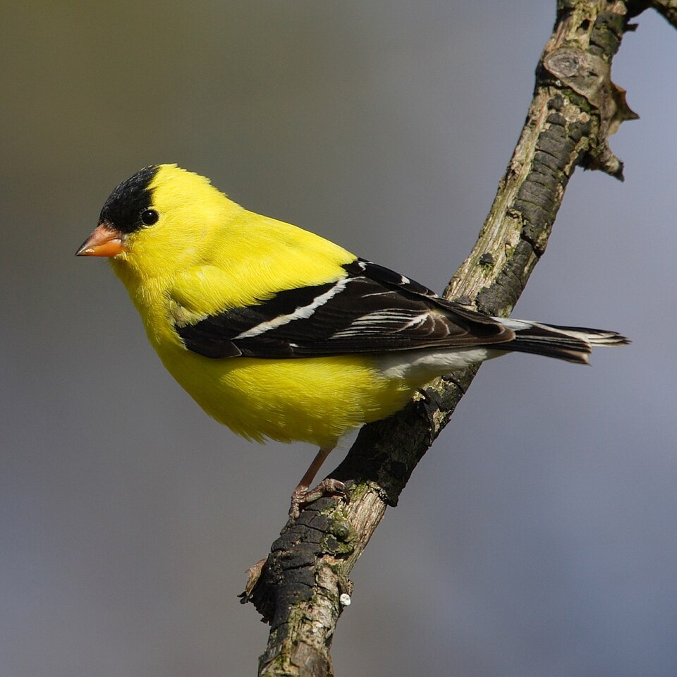 American Goldfinch - Iowa State Symbol