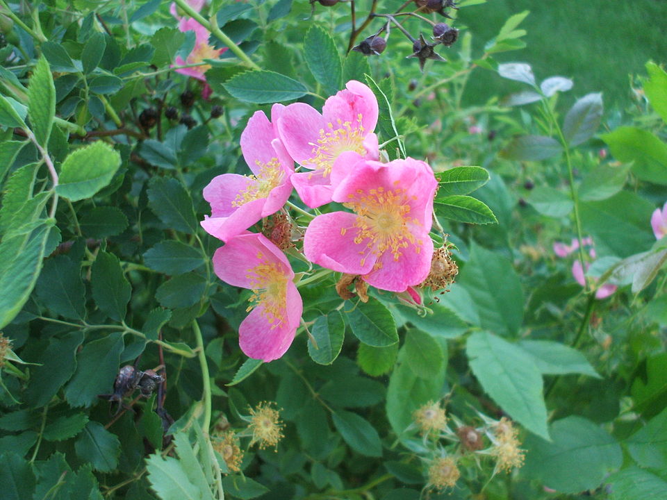 Rosa arkansana - Iowa State Symbol