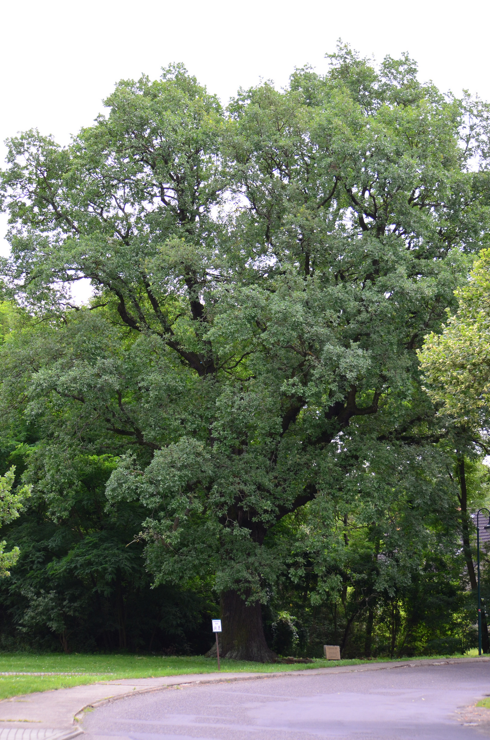 oak - Iowa State Symbol