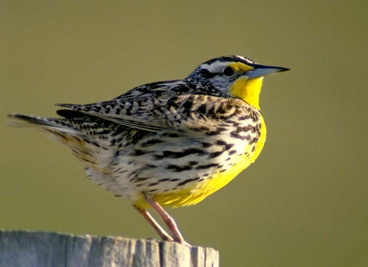 Western Meadowlark - Kansas State Symbol
