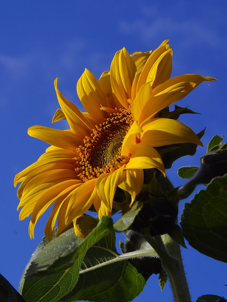 Sunflower - Kansas State Symbol