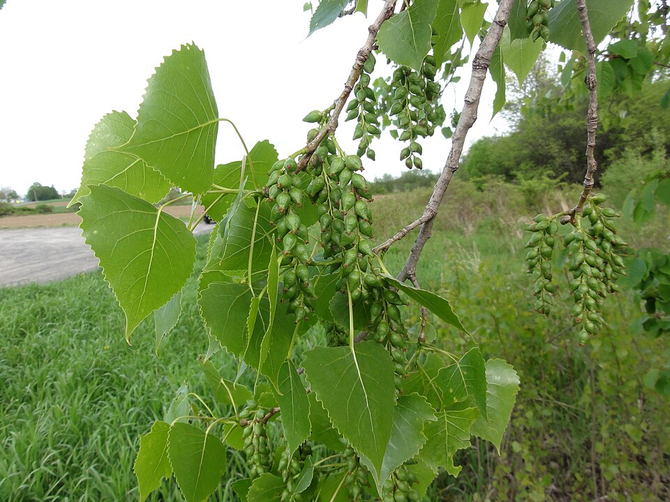 Populus deltoides - Kansas State Symbol