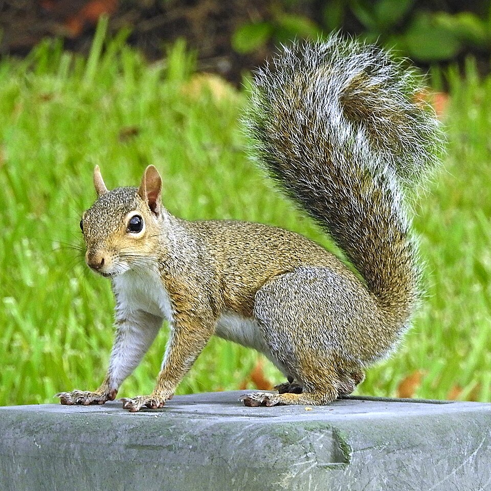 Gray squirrel
