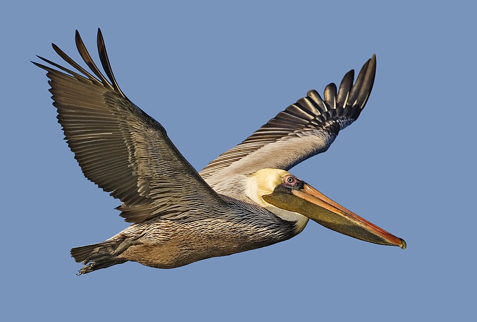 brown pelican - Louisiana State Symbol