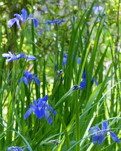 Iris giganticaerulea - Louisiana State Symbol