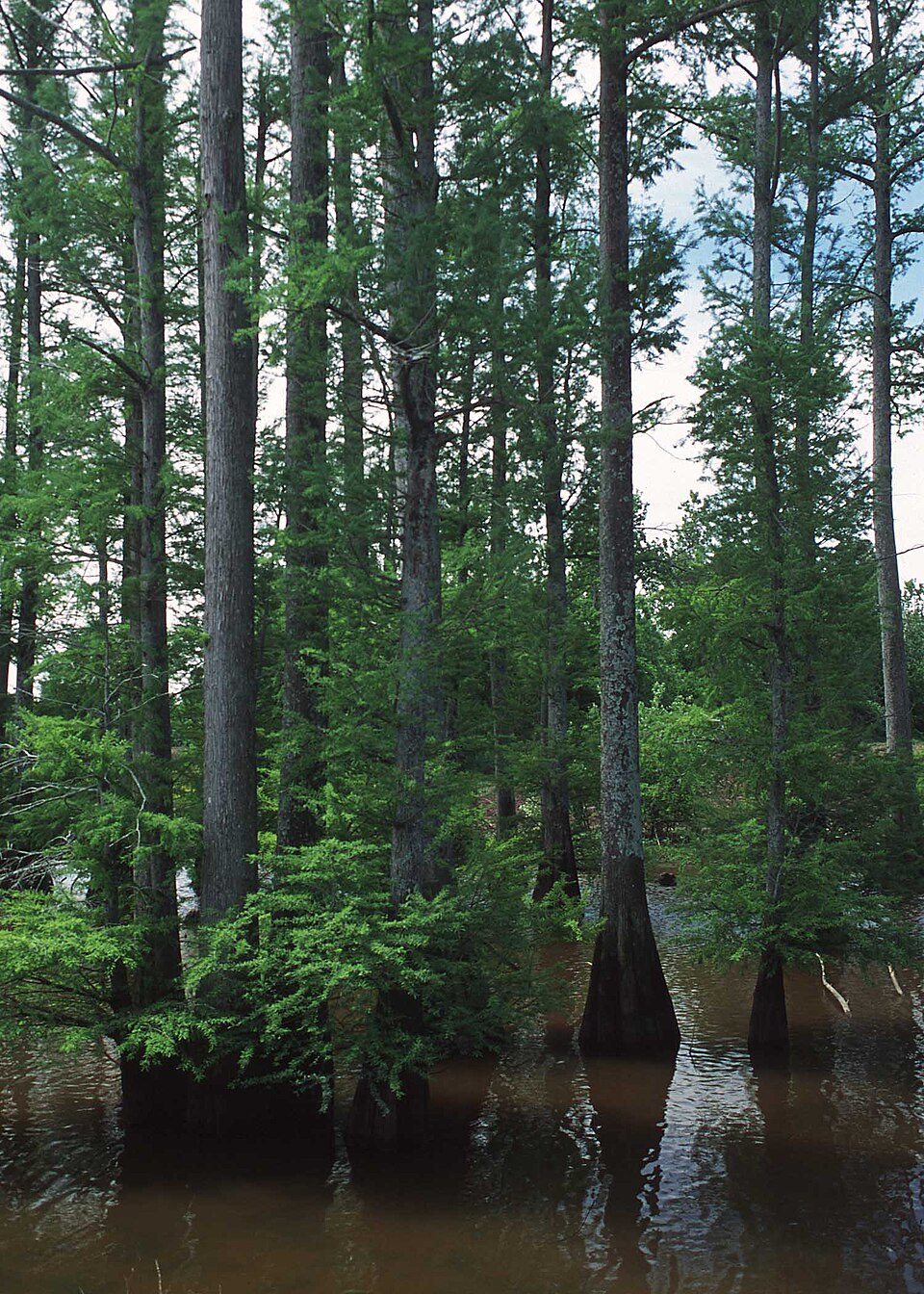 Taxodium distichum - Louisiana State Symbol