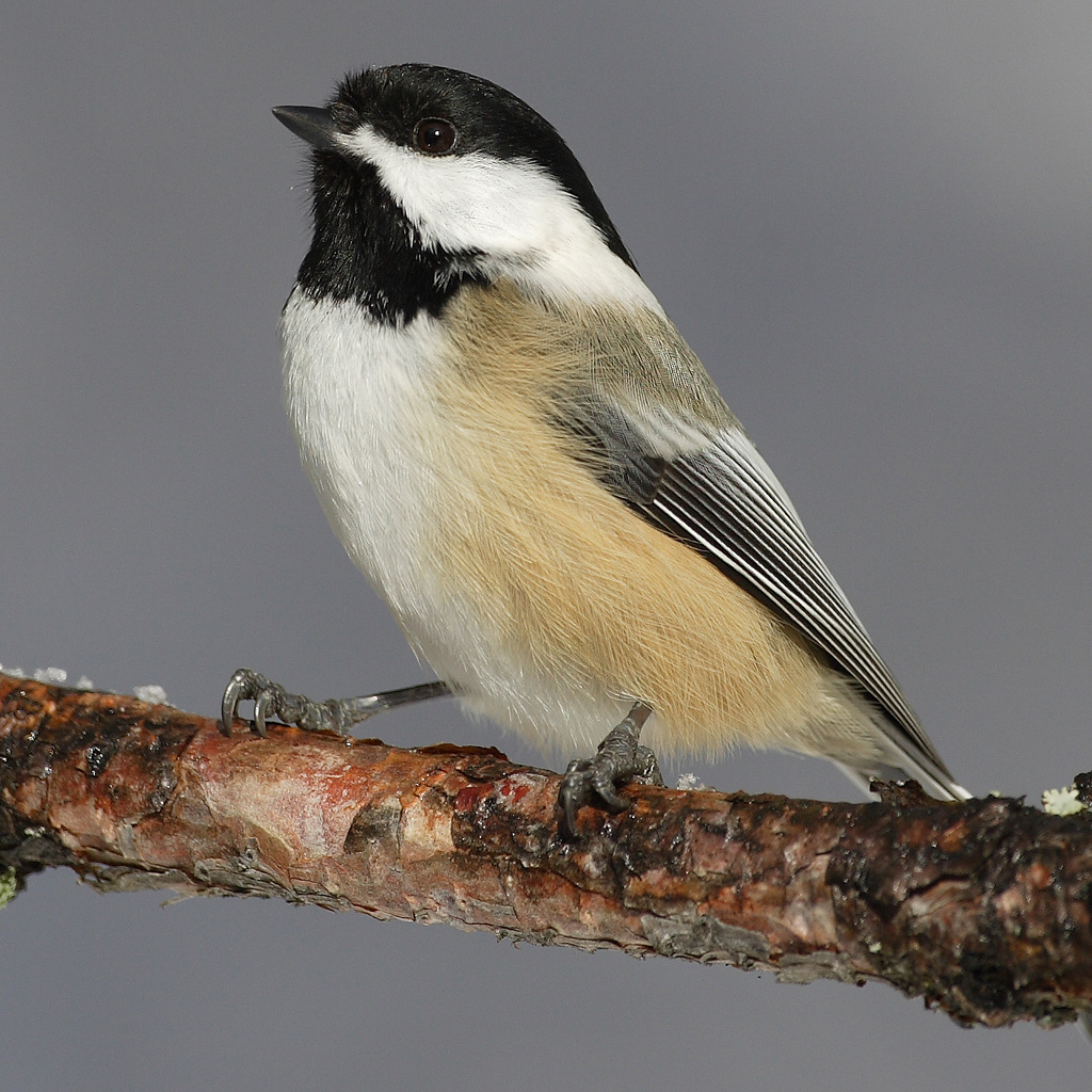 Chickadee - Maine State Symbol