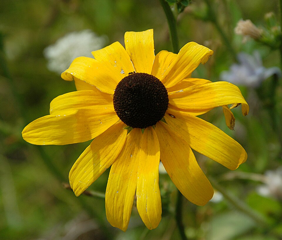 Rudbeckia hirta - Maryland State Symbol