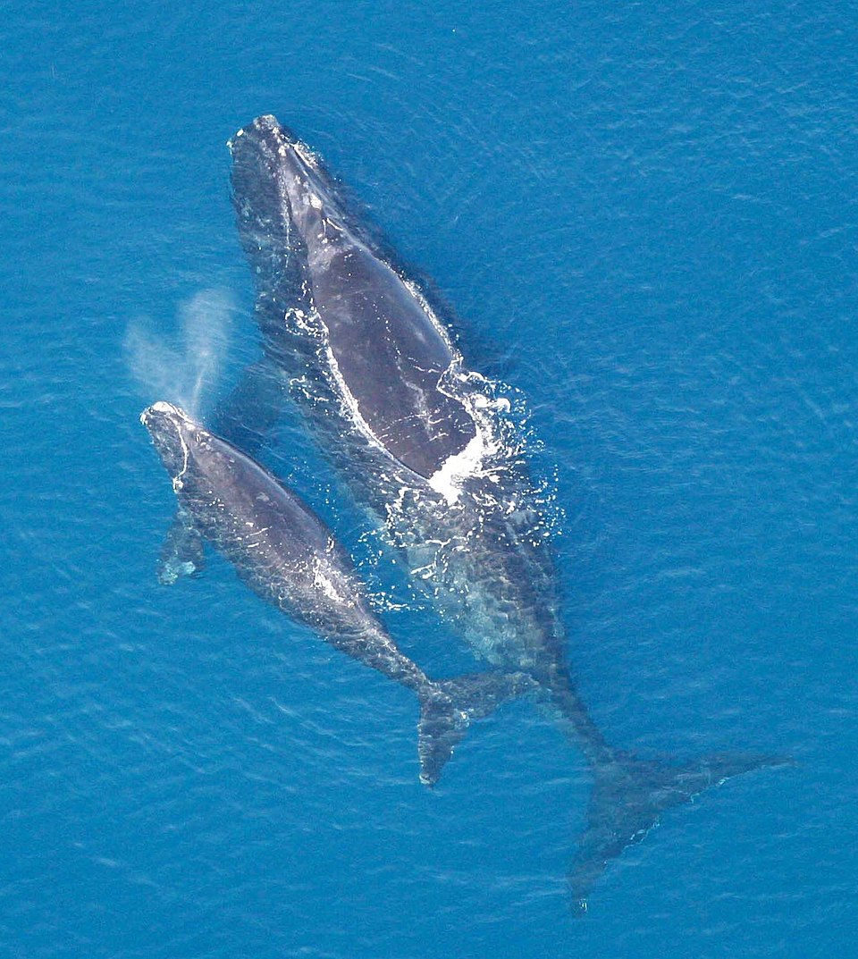 Right whale