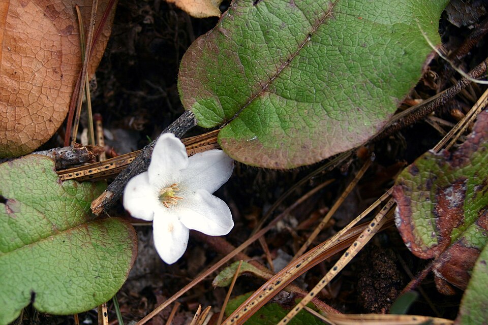 Epigaea repens - Massachusetts State Symbol