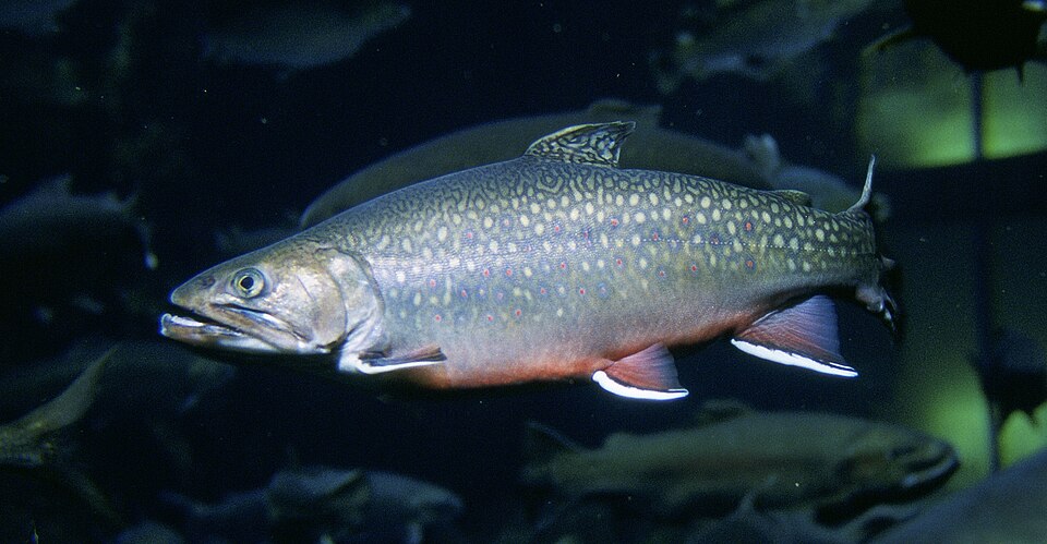 Brook trout - Michigan State Symbol