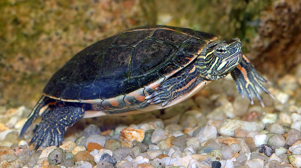 painted turtle - Michigan State Symbol