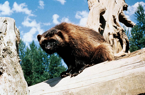 wolverine - Michigan State Symbol