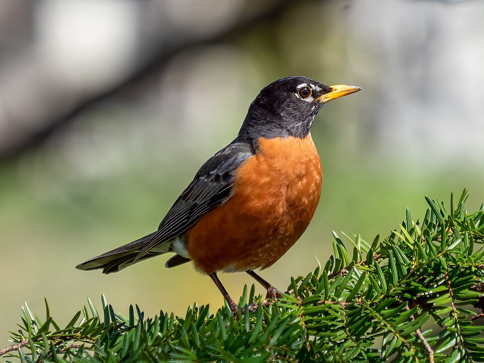 American Robin - Michigan State Symbol