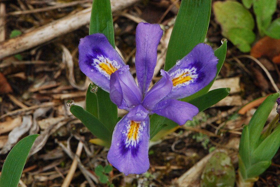 Iris lacustris - Michigan State Symbol
