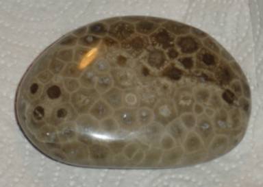 Petoskey stone - Michigan State Symbol