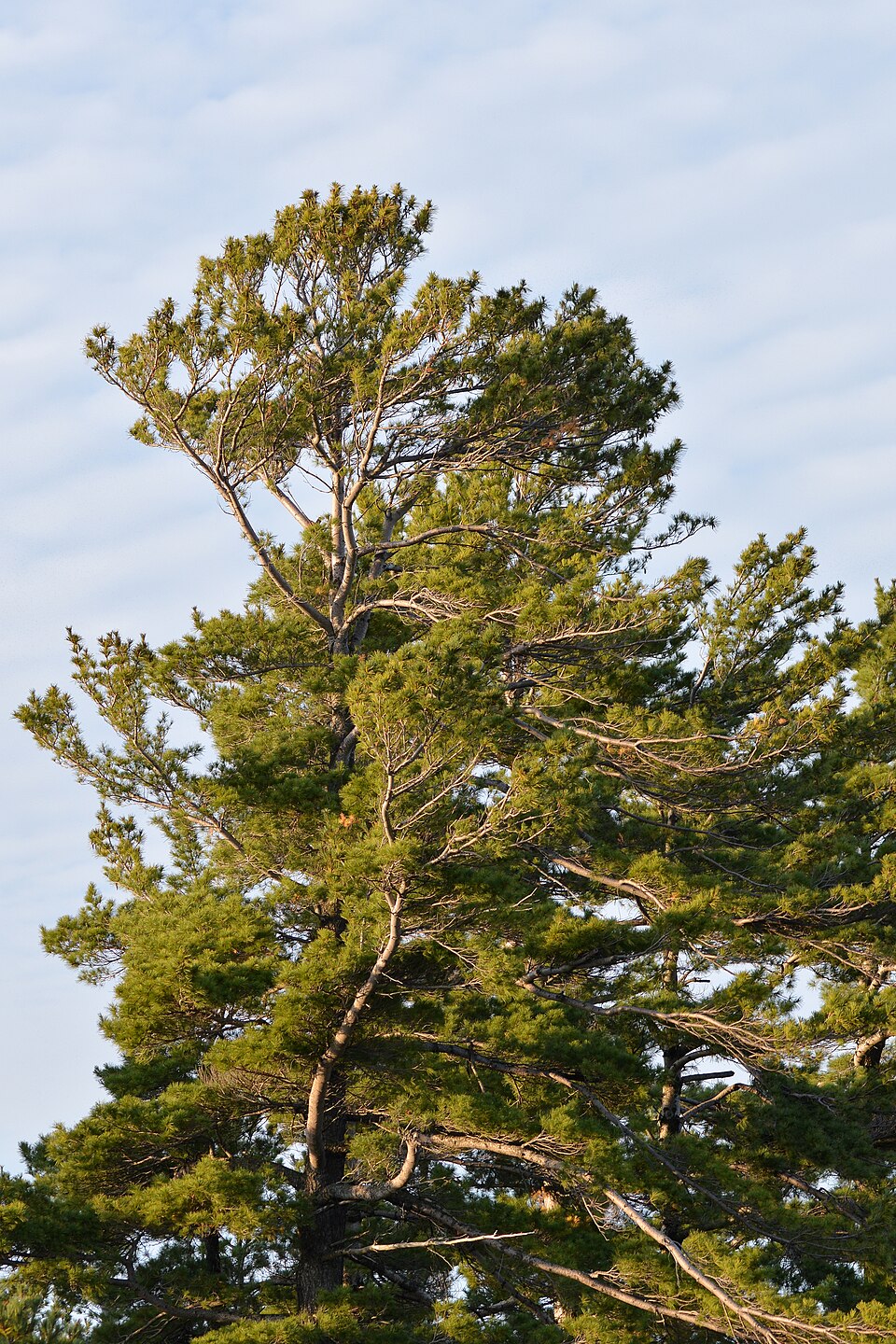 Pinus strobus - Michigan State Symbol