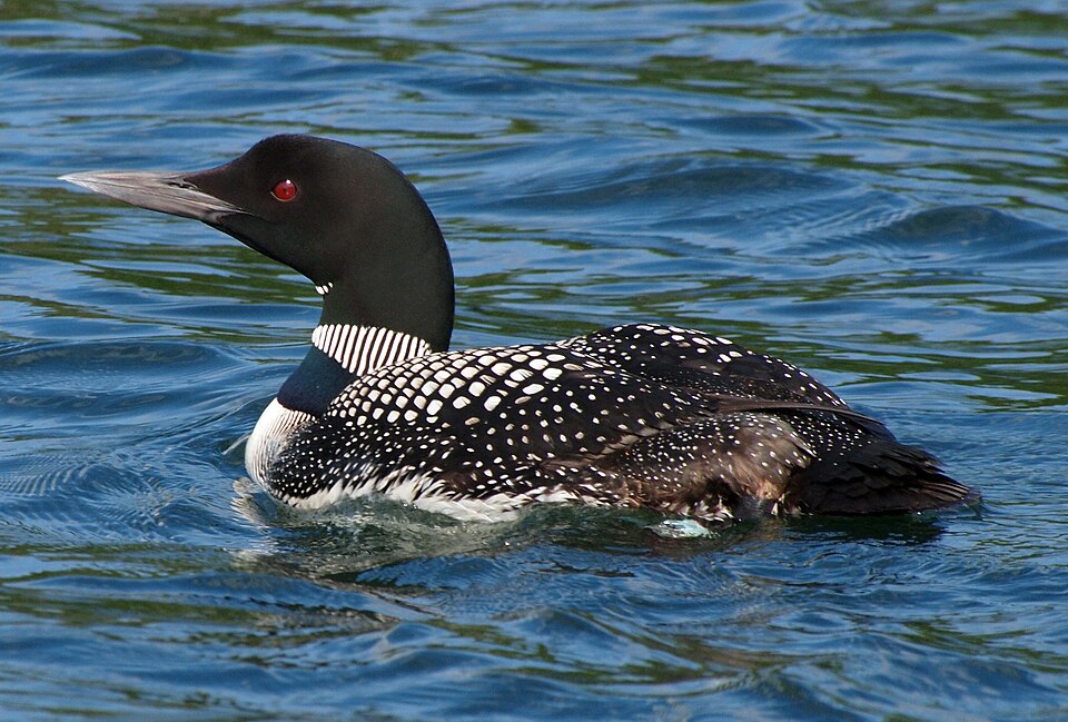 Common loon - Minnesota State Symbol